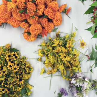 Dye Garden Harvest