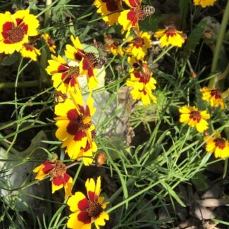 Grow Your Own Dye Garden: Seed-Starting