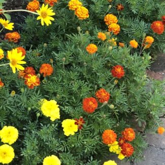 Grow Your Own Dye Garden: Seed-Starting