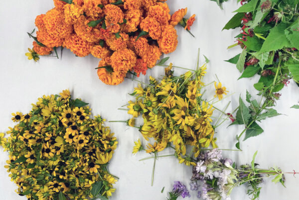 Craft Night: Dye Garden Harvest - Image 2