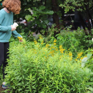 MEA Day Camp: Natural Dye Explorers