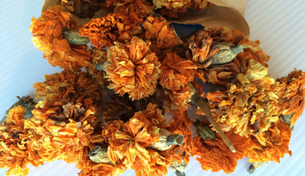 MEA Day Camp: Natural Dye Explorers - Image 6