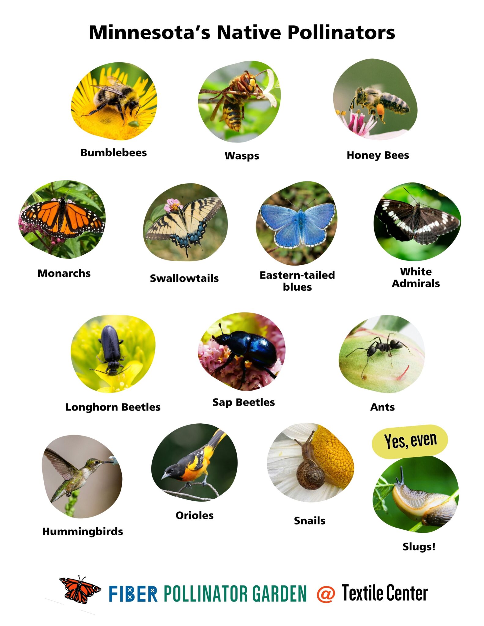 Fiber Pollinator Community Garden – Textile Center