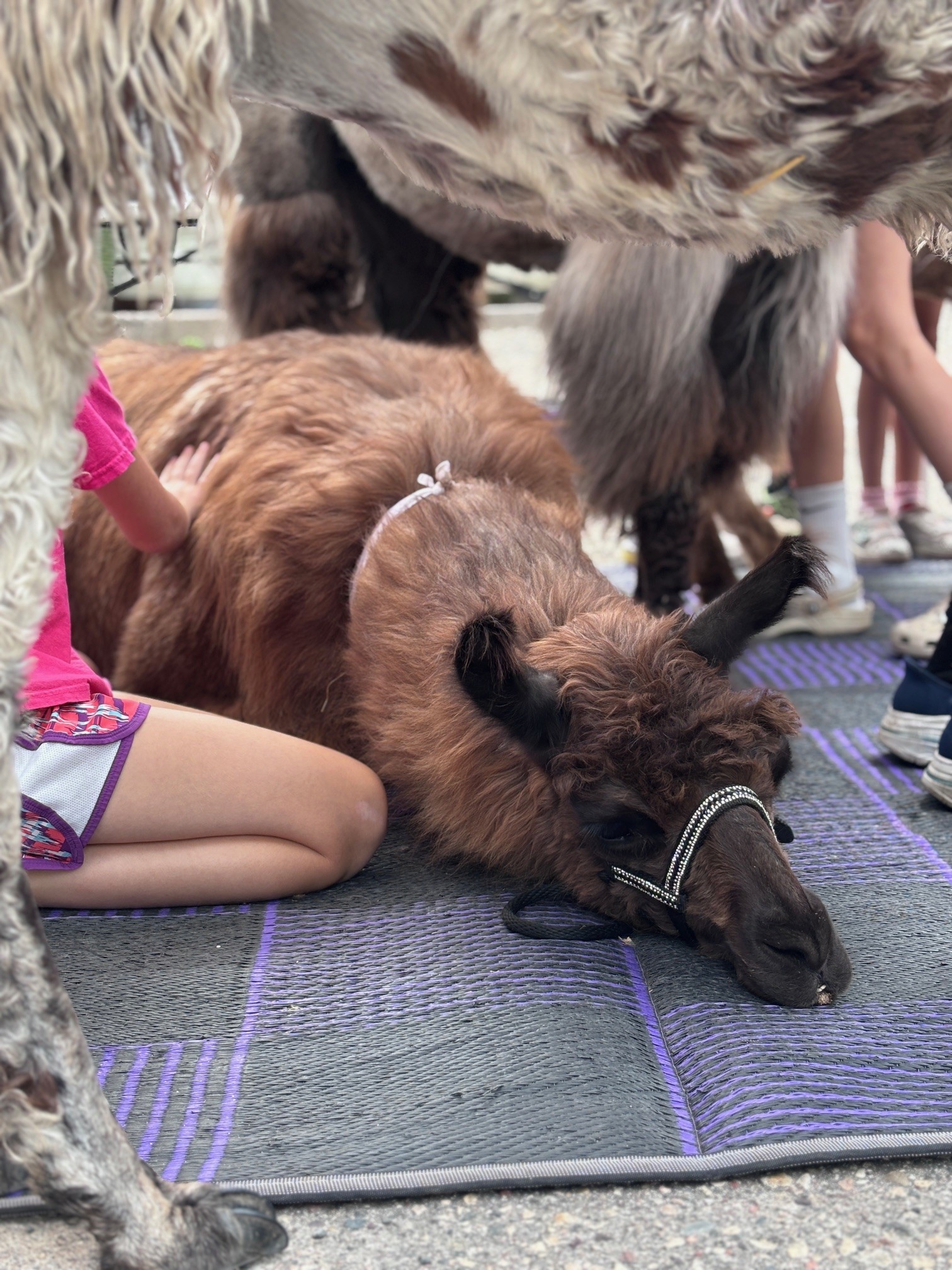 Farm to Fabric Summer Camp